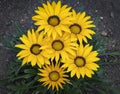 Bunch of yellow daisies Royalty Free Stock Photo
