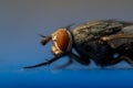 A very close up view of a housefly Musca domestica in the suborder Cyclorrhapha macro photography side view on blue background. Royalty Free Stock Photo