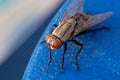 A very close up view of a housefly Musca domestica in the suborder Cyclorrhapha macro photography top view on blue background. Royalty Free Stock Photo
