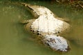 Alligator sleeping in a swamp