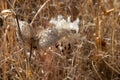 Very Close View Of Dried Milkweed Pods Issuing Forth Their Seeds With Feathery White Plumes, Selective Focus