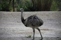 A very close view of a ostrich