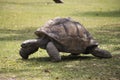 A very close view of a turtle