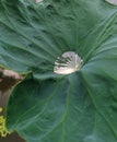 A very close view on the water drop accumulated in the lotus leaf Royalty Free Stock Photo