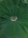 A very close view on the water drop accumulated in the lotus leaf Royalty Free Stock Photo