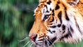 A very close wildlife portrait of the face of a Siberian tiger. The big cat is a dangerous predator, has orange and white fur with Royalty Free Stock Photo