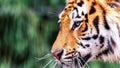 A very close wildlife portrait of a Siberian tiger standing up. The big cat is a dangerous predator, has orange and white fur with Royalty Free Stock Photo