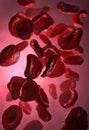 Very closely observed red blood cells,called erythrocytes in the human body