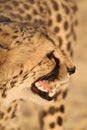 Very closeup of cheetah Royalty Free Stock Photo