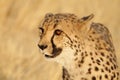 Very closeup of cheetah Royalty Free Stock Photo