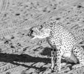 Wild Cheetah In the Kalahari desert Royalty Free Stock Photo