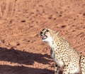 Wild Cheetah In the Kalahari desert Royalty Free Stock Photo