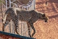 Wild Cheetah In the Kalahari desert Royalty Free Stock Photo