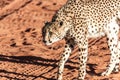 Wild Cheetah In the Kalahari desert Royalty Free Stock Photo