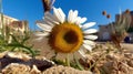 Very Closeup of one giant Daisy with a dry and cracked ground on a blurred background - AI Generated Royalty Free Stock Photo