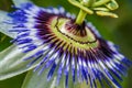 Very closeup of passion flower profile
