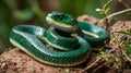 Very closeup side view head of Green Tree Python Morelia viridis also known as the Emerald Green Python