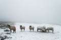 Sheep in Winter Royalty Free Stock Photo