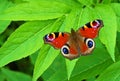 Aglais io , Peacock butterfly on green leaf