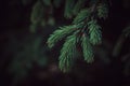 Colorful Dark Green Spruce Branch with Dark Background