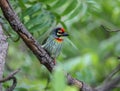 Very colorful Coppersmith barbet bird sitting on branch Royalty Free Stock Photo