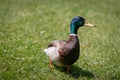 A very colorful male duck