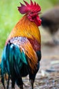 Very colorful rooster portrait Royalty Free Stock Photo