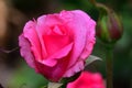 Colorful rose close up in my garden Royalty Free Stock Photo