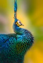 Very colorful royal peacock with orange background