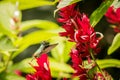 Golden-tailed Sapphire Chrysuronia Oenone Royalty Free Stock Photo