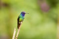 Golden-tailed Sapphire Chrysuronia Oenone Royalty Free Stock Photo