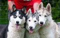 Three coloful siberian huskies with different coat patterns and masks and eye colors Royalty Free Stock Photo