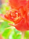 Very colorful striking close up image of a rose