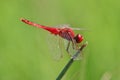 Red Dragonfly