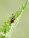 Mirid bug on a leaf Royalty Free Stock Photo