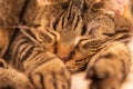 Very content sleeping cat Royalty Free Stock Photo