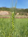 Very creative picture of wheat crop Royalty Free Stock Photo