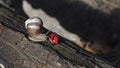 A very curious cute brown and white striped snail escardot Helix pomatia and ladybird in nature