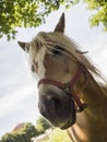 A very curious horse