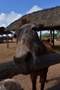 Very Curious Horse Reaching His Nose Forward Royalty Free Stock Photo