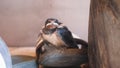 Very curious juvenile barn swallow, Hirundo rustica, Greece.