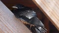 Very curious juvenile barn swallow, Hirundo rustica, Greece.