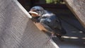 Very curious juvenile barn swallow, Hirundo rustica, Greece.