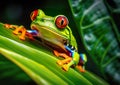 The very curious red-eyed tree frog is sitting on the green leaf and basking in the sunlight. Royalty Free Stock Photo