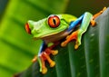 The very curious red-eyed tree frog is sitting on the green leaf and basking in the sunlight. Royalty Free Stock Photo