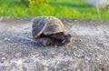 Very curious snail on summer walk