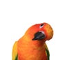 Very Curious Sun Conure