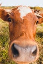 A very curious young cow. Cows live on a farm. Royalty Free Stock Photo