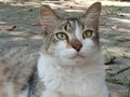 A very cute and adorable striped cat is relaxing on the floor in a building