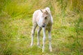 A very cute and awesome bright, white icelandic horse foal in the meadow Royalty Free Stock Photo